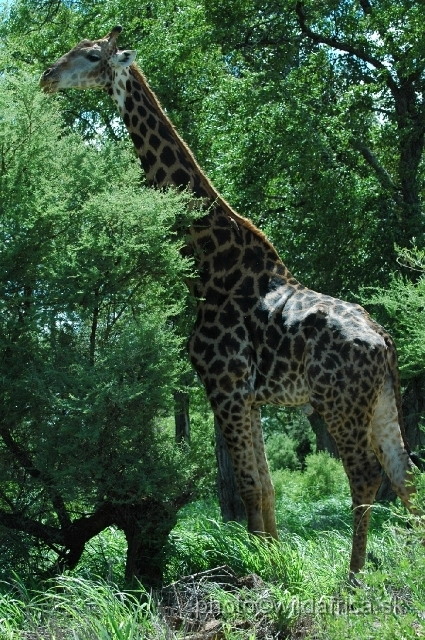 puku rsa 232.jpg - Southern or Cape Gifaffe (Giraffa camelopardalis giraffa)